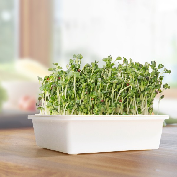 Microgreens growing kit „Greenhouse“